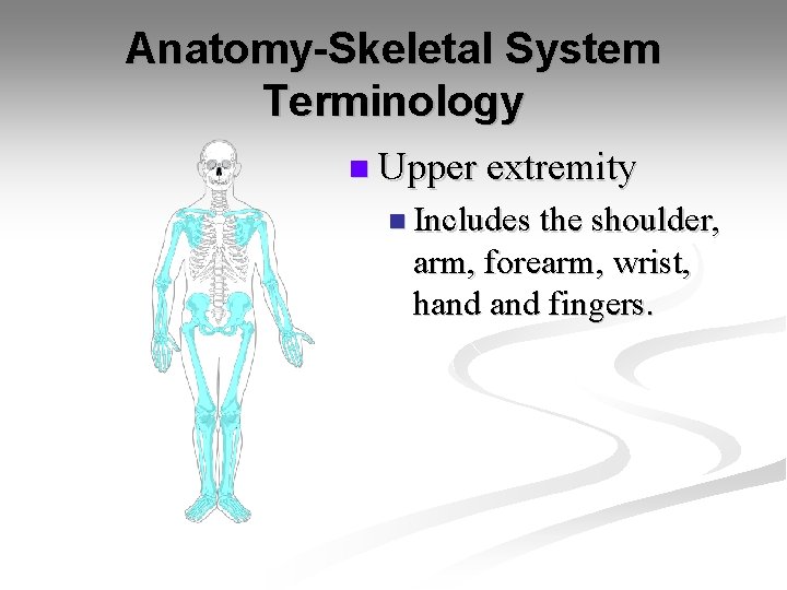 Anatomy-Skeletal System Terminology n Upper extremity n Includes the shoulder, arm, forearm, wrist, hand Anatomy-Skeletal System Terminology n Upper extremity n Includes the shoulder, arm, forearm, wrist, hand