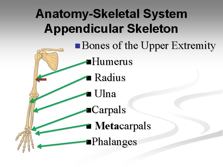 AnatomySkeletal System Appendicular Skeleton Upper Extremity 