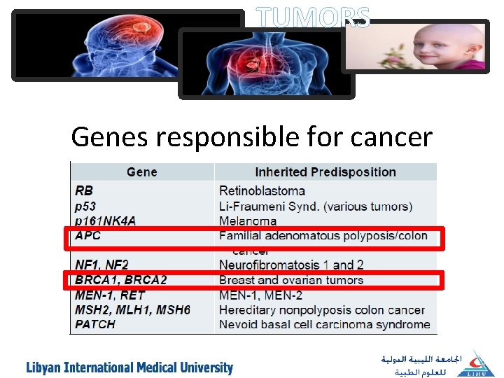 TUMORS Genes responsible for cancer 