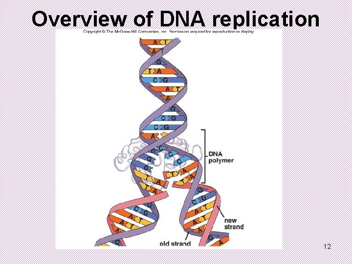 Overview of DNA replication 12 