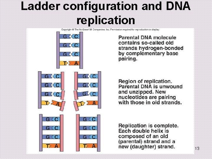 Ladder configuration and DNA replication 13 