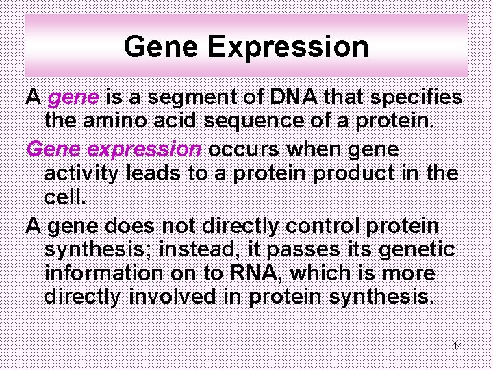 Gene Expression A gene is a segment of DNA that specifies the amino acid