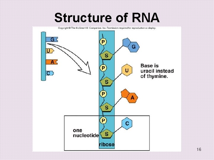 Structure of RNA 16 