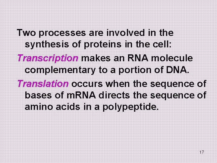 Two processes are involved in the synthesis of proteins in the cell: Transcription makes