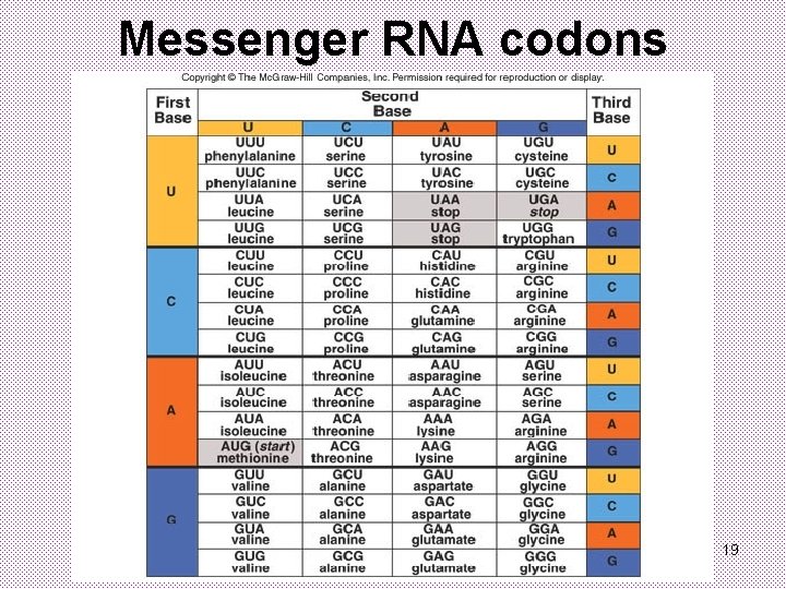 Messenger RNA codons 19 