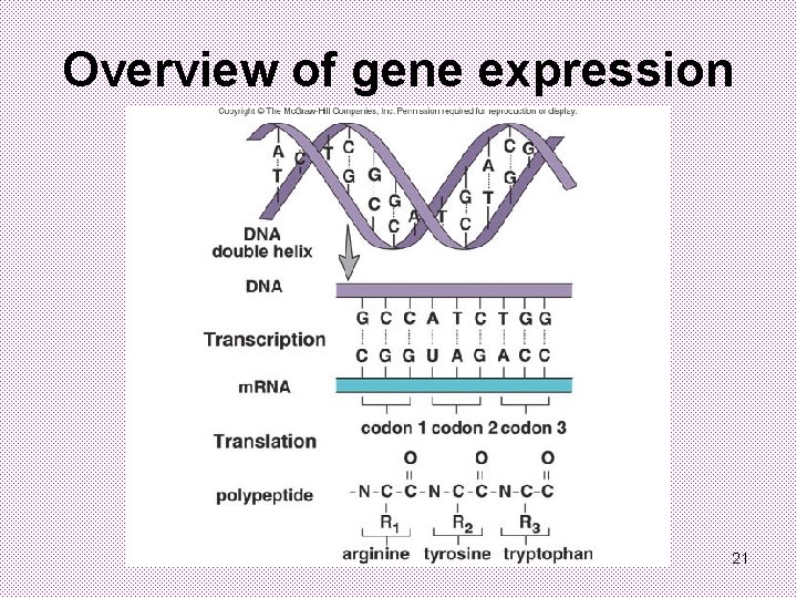 Overview of gene expression 21 