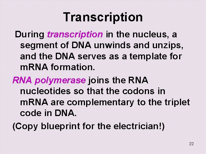 Transcription During transcription in the nucleus, a segment of DNA unwinds and unzips, and
