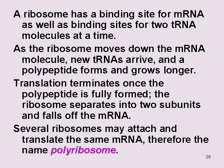 A ribosome has a binding site for m. RNA as well as binding sites