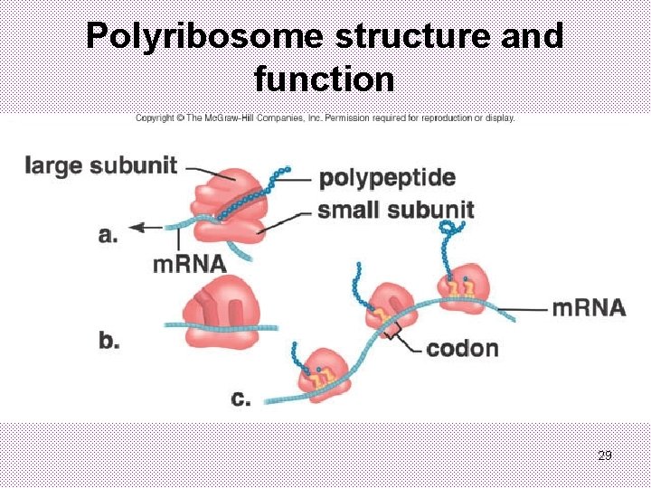 Polyribosome structure and function 29 