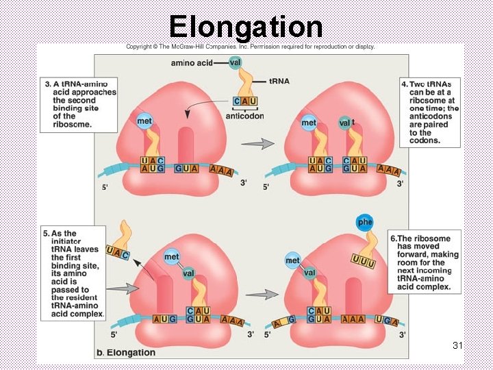 Elongation 31 