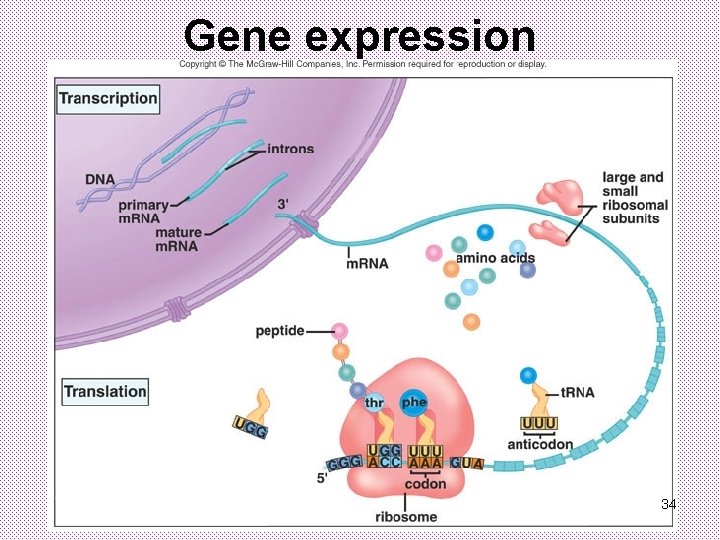 Gene expression 34 