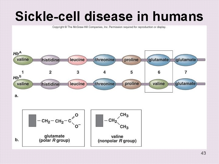 Sickle-cell disease in humans 43 