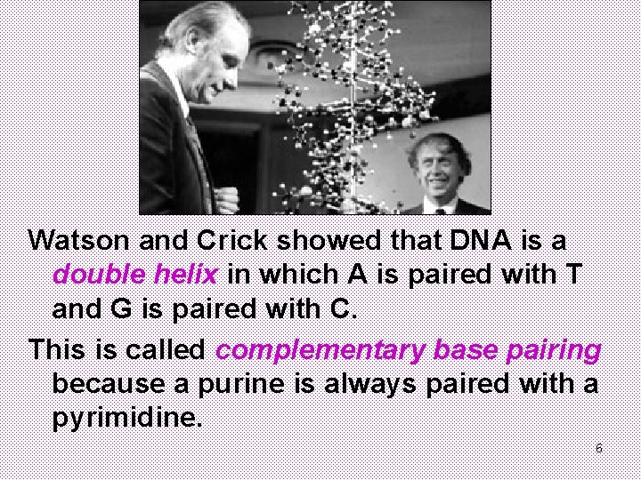 Watson and Crick showed that DNA is a double helix in which A is