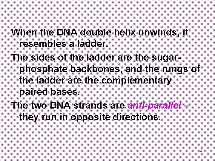 When the DNA double helix unwinds, it resembles a ladder. The sides of the