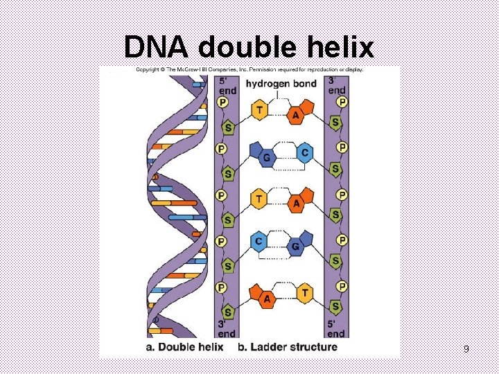 DNA double helix 9 