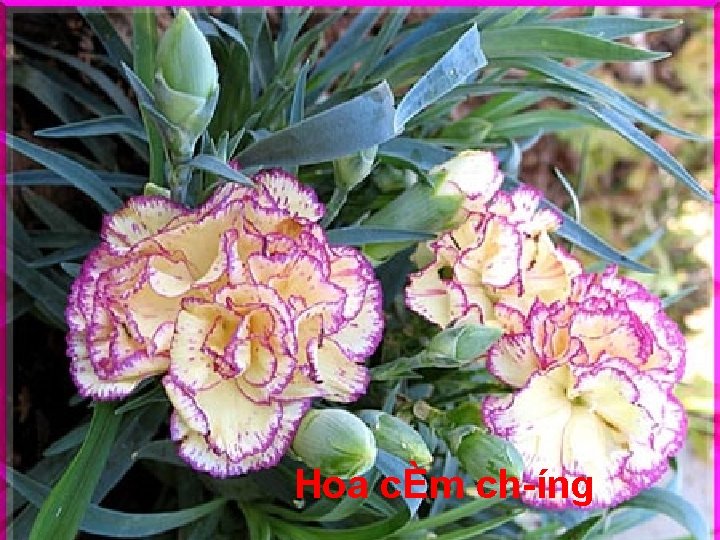 Hoa cÈm ch íng 
