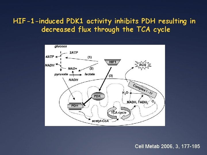 Pdh Inhibit Reactive oxygen species and the Hypoxiainducible Factor signaling