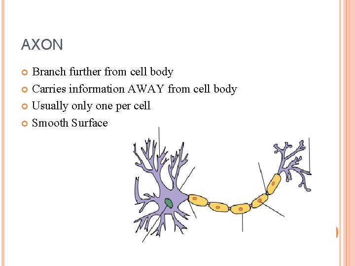 AXON Branch further from cell body Carries information AWAY from cell body Usually one