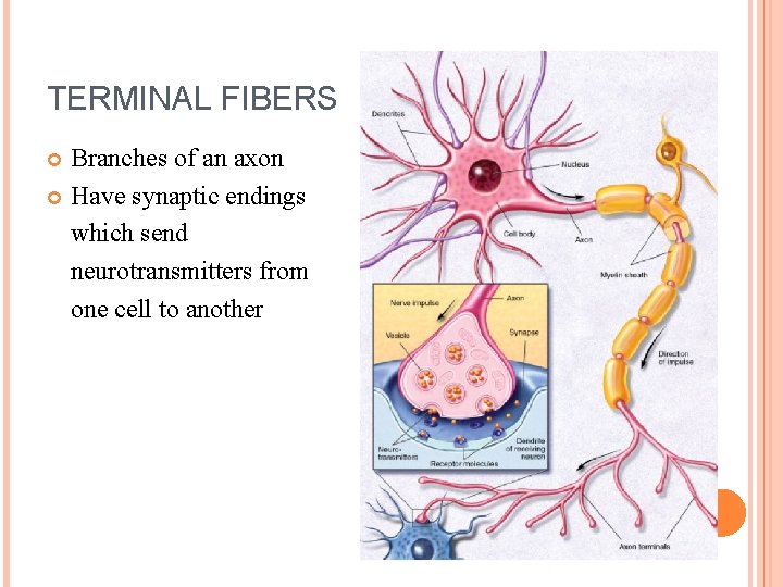 TERMINAL FIBERS Branches of an axon Have synaptic endings which send neurotransmitters from one