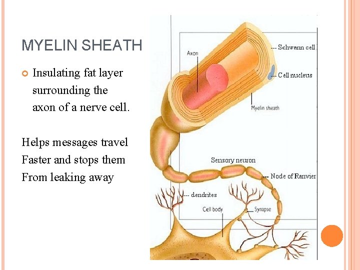 MYELIN SHEATH Insulating fat layer surrounding the axon of a nerve cell. Helps messages