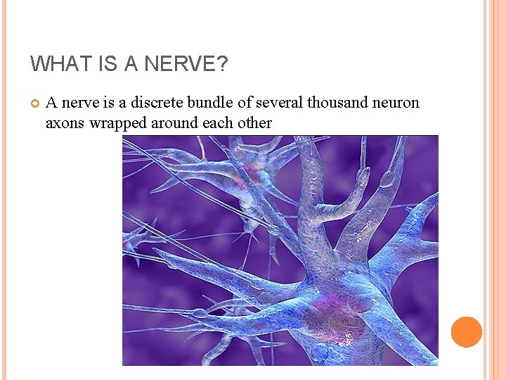 WHAT IS A NERVE? A nerve is a discrete bundle of several thousand neuron