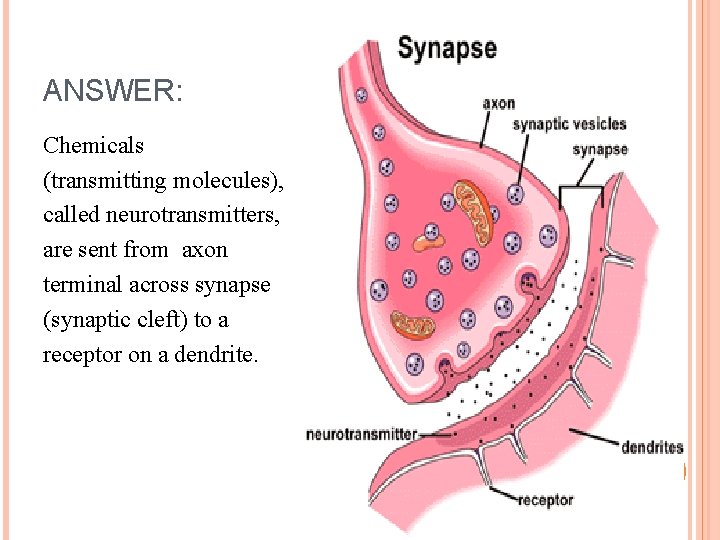 ANSWER: Chemicals (transmitting molecules), called neurotransmitters, are sent from axon terminal across synapse (synaptic