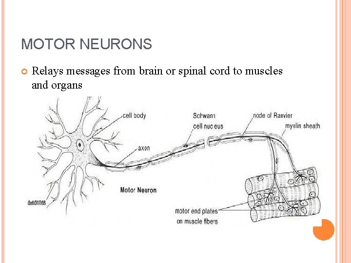 MOTOR NEURONS Relays messages from brain or spinal cord to muscles and organs 