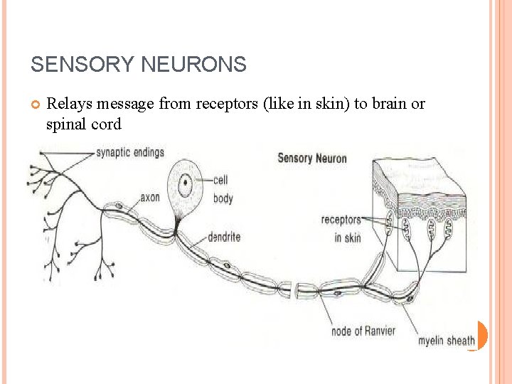 SENSORY NEURONS Relays message from receptors (like in skin) to brain or spinal cord