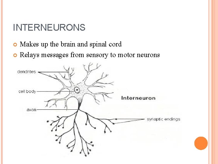 INTERNEURONS Makes up the brain and spinal cord Relays messages from sensory to motor