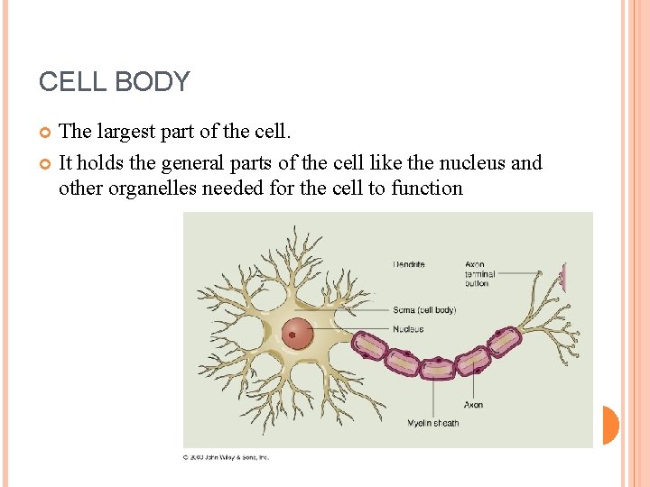 CELL BODY The largest part of the cell. It holds the general parts of