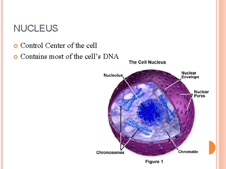 NUCLEUS Control Center of the cell Contains most of the cell’s DNA 