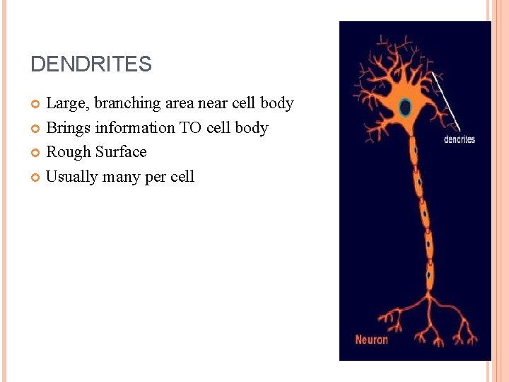 DENDRITES Large, branching area near cell body Brings information TO cell body Rough Surface