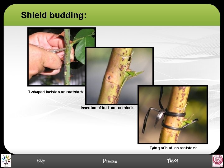 Shield budding: T-shaped incision on rootstock Insertion of bud on rootstock Tying of bud