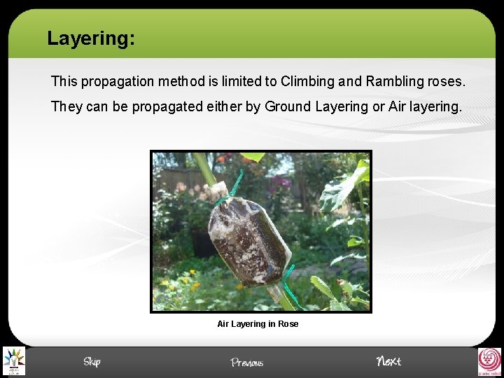 Layering: This propagation method is limited to Climbing and Rambling roses. They can be