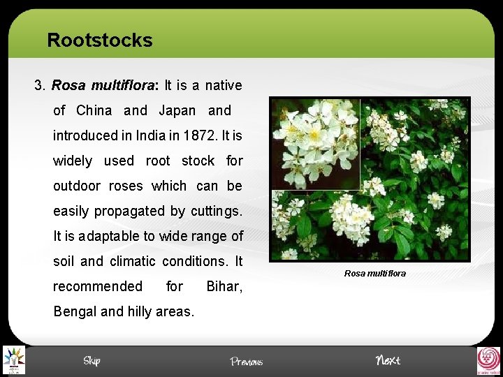 Rootstocks 3. Rosa multiflora: It is a native of China and Japan and introduced