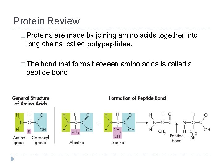 Protein Review � Proteins are made by joining amino acids together into long chains,