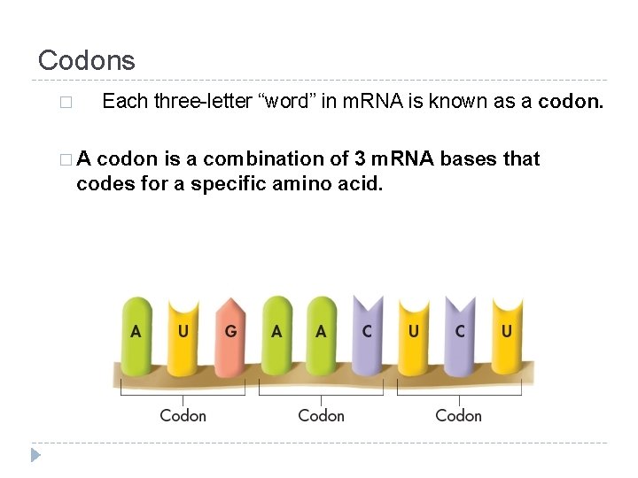 Codons Each three-letter “word” in m. RNA is known as a codon. � �A