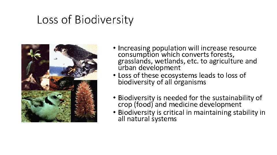 Loss of Biodiversity • Increasing population will increase resource consumption which converts forests, grasslands,