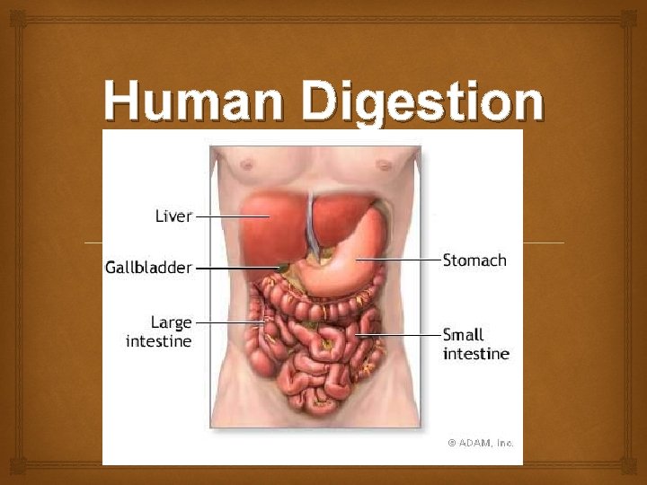 Human Digestion 