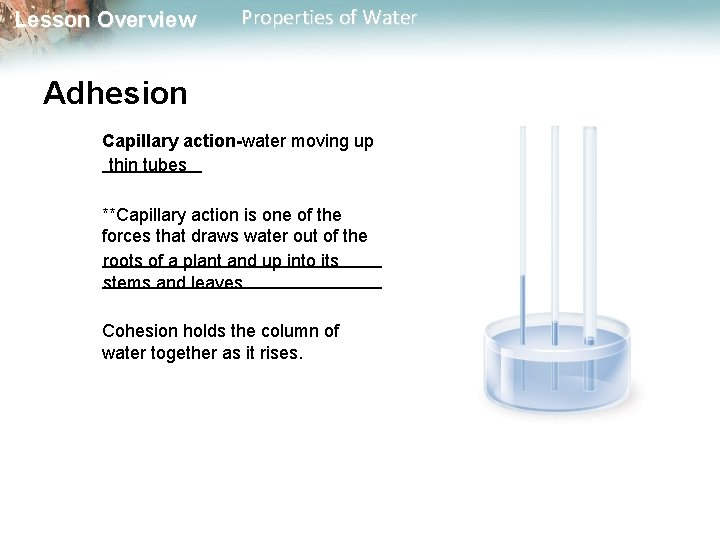 Lesson Overview Properties of Water Adhesion Capillary action-water moving up _____ thin tubes **Capillary