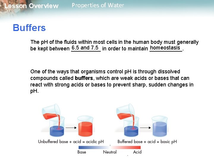 Lesson Overview Properties of Water Buffers The p. H of the fluids within most