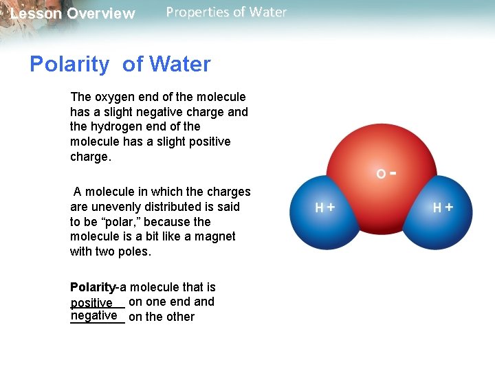 Lesson Overview Properties of Water Polarity of Water The oxygen end of the molecule