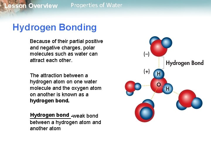 Lesson Overview Properties of Water Hydrogen Bonding Because of their partial positive and negative