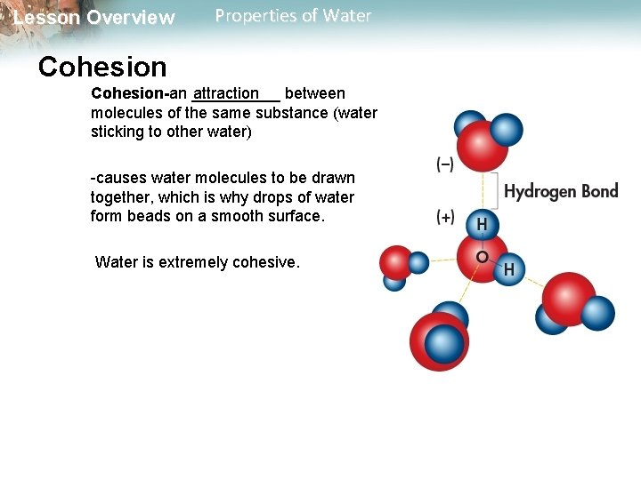 Lesson Overview Properties of Water Cohesion attraction Cohesion-an _____ between molecules of the same