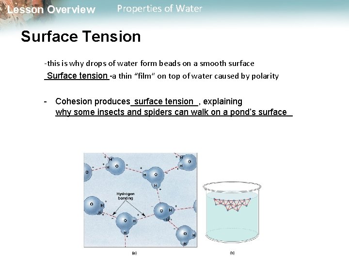 Lesson Overview Properties of Water Surface Tension -this is why drops of water form