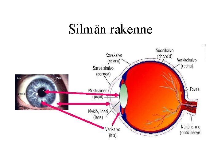 Silmän rakenne 