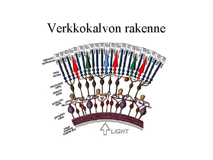Verkkokalvon rakenne 