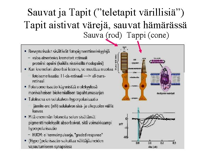 Sauvat ja Tapit (”teletapit värillisiä”) Tapit aistivat värejä, sauvat hämärässä Sauva (rod) Tappi (cone)