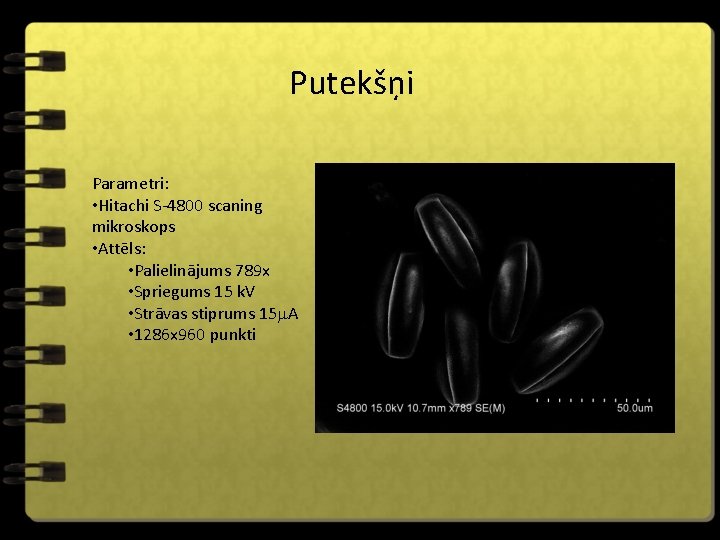 Putekšņi Parametri: • Hitachi S-4800 scaning mikroskops • Attēls: • Palielinājums 789 x •