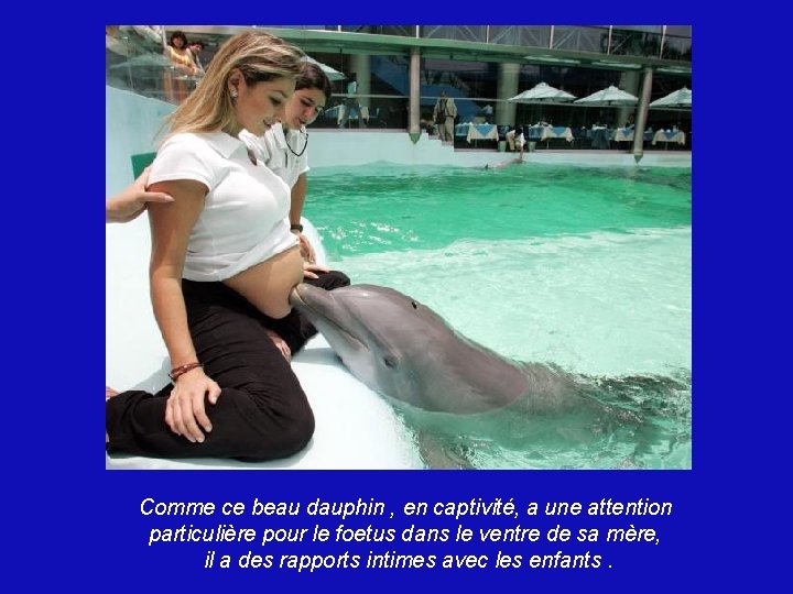 Comme ce beau dauphin , en captivité, a une attention particulière pour le foetus